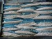 frozen pacific mackerel loin frozen mackerel loin scomber japonicus loin whole mackerel chub mackerel loin