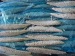 frozen pacific mackerel loin frozen mackerel loin scomber japonicus loin whole mackerel chub mackerel loin