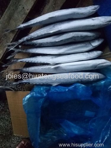 2017 new popular frozen spanish mackerel whole round for market with competitive price from China