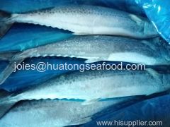 2017 new popular frozen spanish mackerel whole round for market with competitive price from China