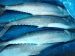 2017 new popular frozen spanish mackerel whole round for market with competitive price from China