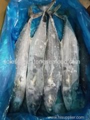 2017 new popular frozen spanish mackerel whole round for market with competitive price from China