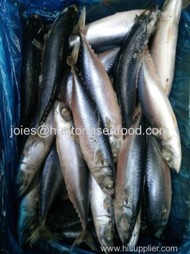 frozen sardine/ sardinella longiceps whole round on sale for canning and bait