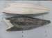 frozen oil fish/oilfish (lepidocybium flavobrunneum) fillet 2-4kg for sale with competitive price