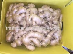 Air dry ginger 250g up for euro countries