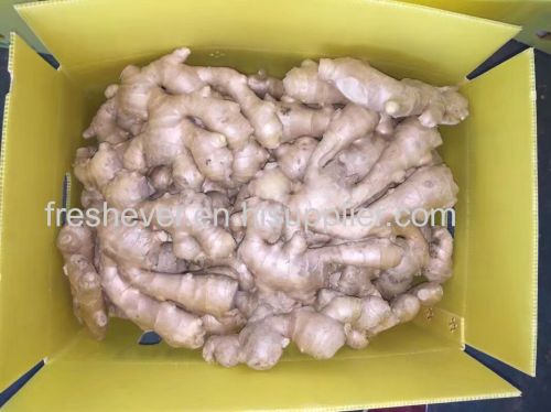 Air dry ginger 250g up for euro countries