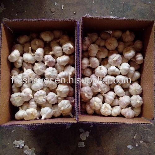 Fresh garlic export to Canada