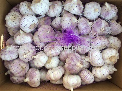 10kg box garlic fresh garlic for africa