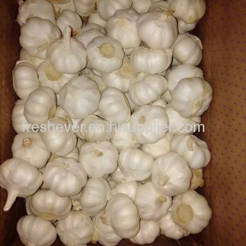 5cm up 10kg box garlic fresh garlic china garlic