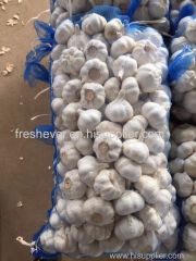 China garlic fresh garlic normal white garlic