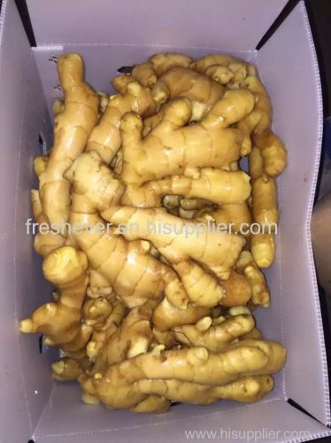 250g up fresh ginger exporting to Canada and USA