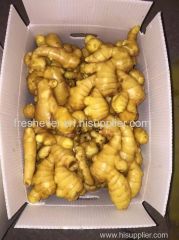 250g up fresh ginger exporting to Canada and USA