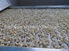 qingdao freshever food company Fresh peeled garlic