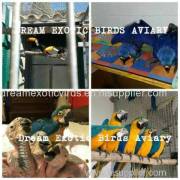 Dream Exotic Birds Aviary