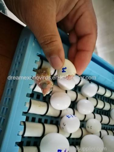We are Suppliers of Fertile Parrot Eggs