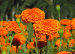 Lutein CWS Marigold Extract