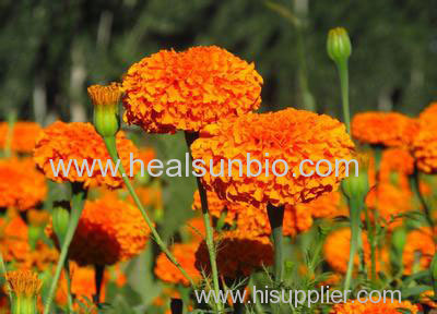 Lutein CWS Marigold Extract