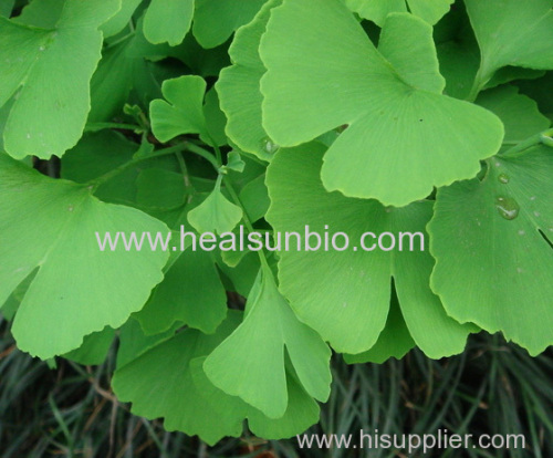 Ginkgo Biloba Extract Powder Total Flavone Glycosides 24% Total Lactones6%