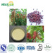 Schisandra Extract Powder Schisandrins 2% to 9%