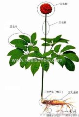 Panax Notoginseng Leaves Extract ginsenoside 70%UV