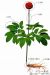 Panax Notoginseng Leaves Extract ginsenoside 70%UV