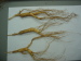 Wild Ginseng from Changbai Mountain not cultured by human