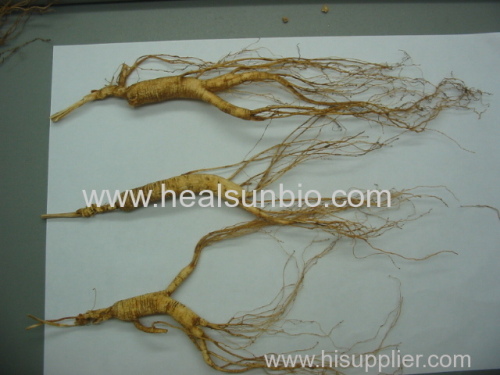 Wild Ginseng from Changbai Mountain not cultured by human