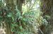 Dendrobium candidum powder 80Mesh~200Mesh