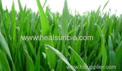 Organic Wheat Grass Powder