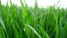 Wheat Grass Powder green food barley grass powder alfafa grass powder nature diet food supplement