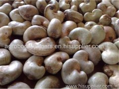 Raw Cashew Nuts in Shell