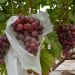 grape bag agriculture filber fabric fruit protection bag