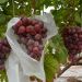 grape protection bag fruit bagfruit fiber fabric agriculture