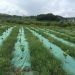 weed barrier landscape fabric weed control fabric weed blocking
