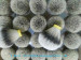 silvertip badger shaving brush knot