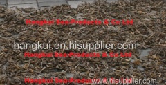 Dried Seahorse (Hippocampus spp)