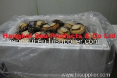 Live Atlantic Abalones (Haliotis Spp)