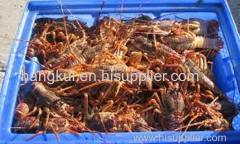 Live West Coast Rock Lobsters (Jasus lalandii)