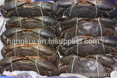 Live Mud Crabs (Scylla serrata)