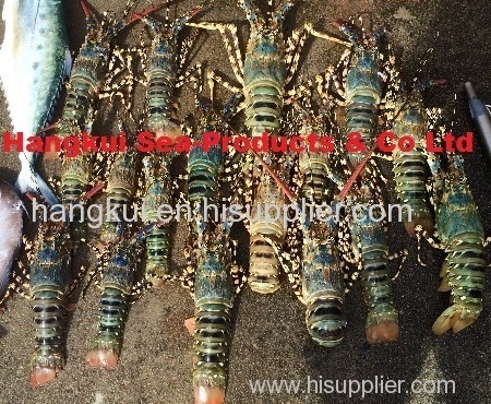 Live Ornate Lobsters (Palinurus ornatus)