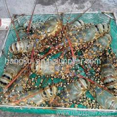 Live Ornate Lobsters (Palinurus ornatus)