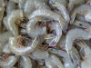 Heads On / Shell ON Fresh Frozen Vannamei Shrimp and White Shrimps