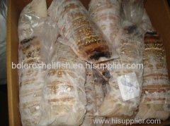 Frozen IQF Slipper Lobster In Canadian Good Tasted