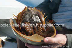 Surimi Lobsters Lobsters Tail