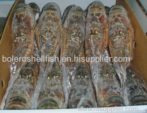 WE OFFER FROZEN RAW LOBSTER- WHOLE