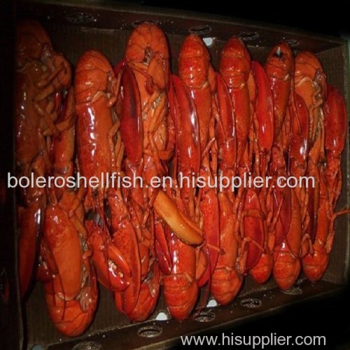 Fresh frozen Canadian Lobsters