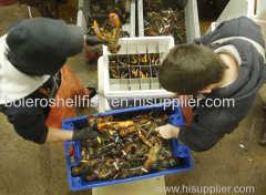 frozen lobster for sale