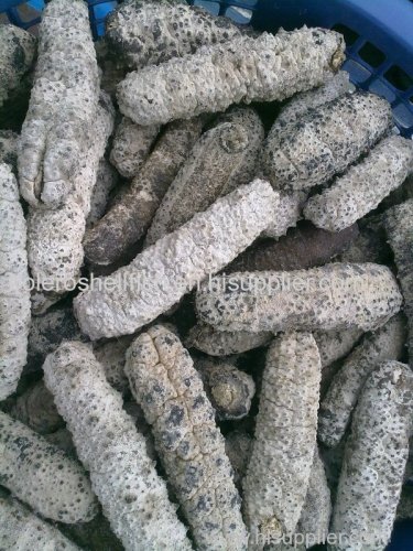 Dried prickly sea cucumber