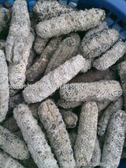 Sandfish Sea Cucumber Indonesia