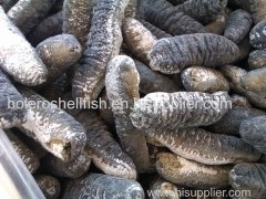 S-Gigas- Operculum/ sea cucumber